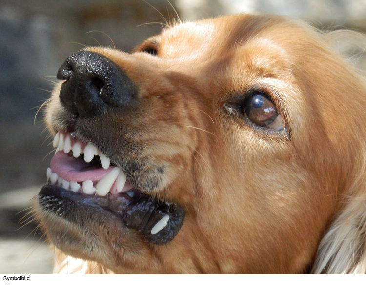Hund beißt Briefträgerin
