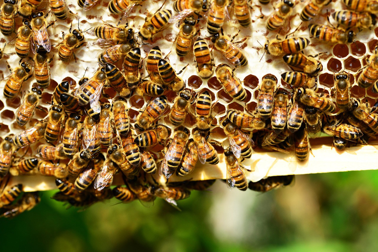 10.000 Euro Schaden nach Brandstiftung an Bienenhaus