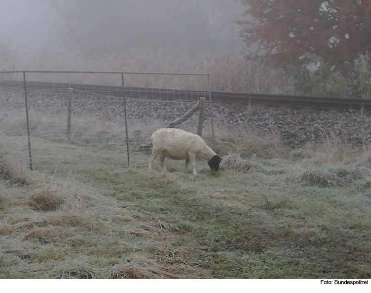 Ausgerissenes Schaf läuft auf Gleise