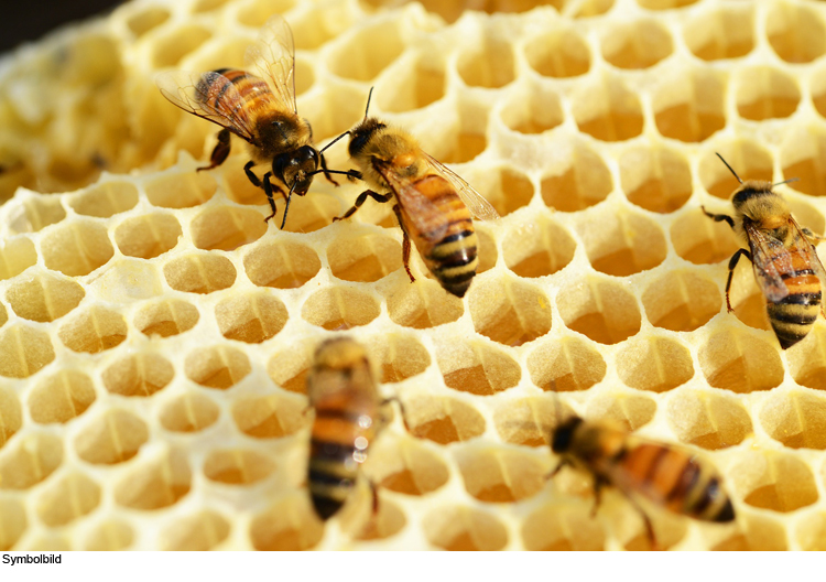 Unbekannter steigt in Bienenhaus ein