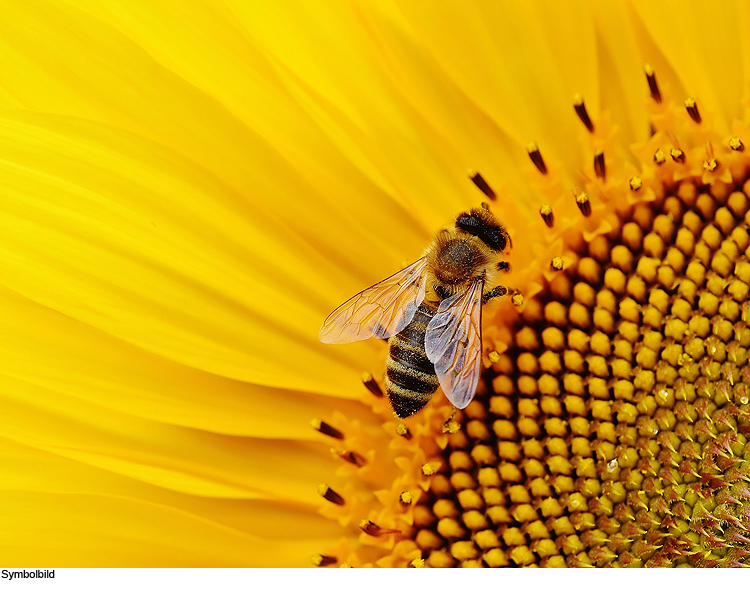 Wie geht bienenfreundliches Gärtnern?
