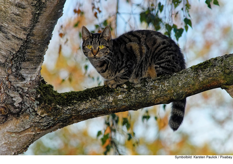 Katze von Baum gerettet