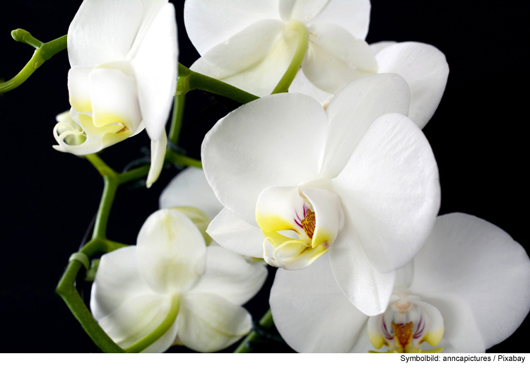 Heimische Orchideen: bunte Exoten im Auwald
