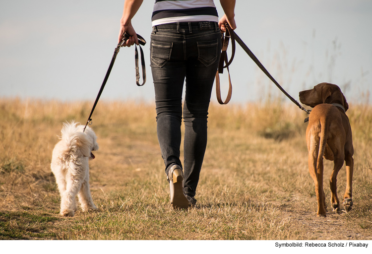 Wandern mit Hund: Naturerlebnis für Mensch und Tier