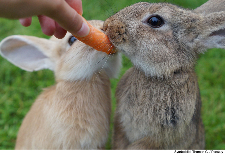 Kaninchen im Außengehege: Freilauf für Kleintiere