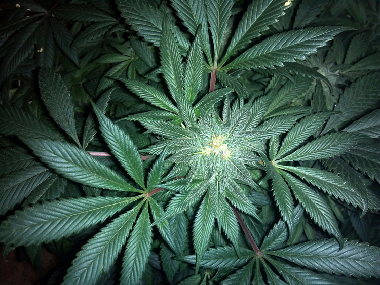 19 Marihuana-Pflanzen sichergestellt