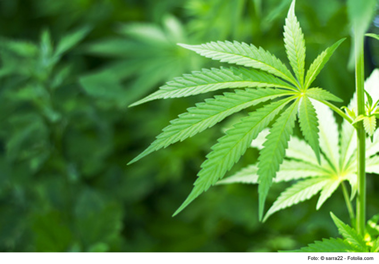Wanderer entdeckt Cannabispflanze